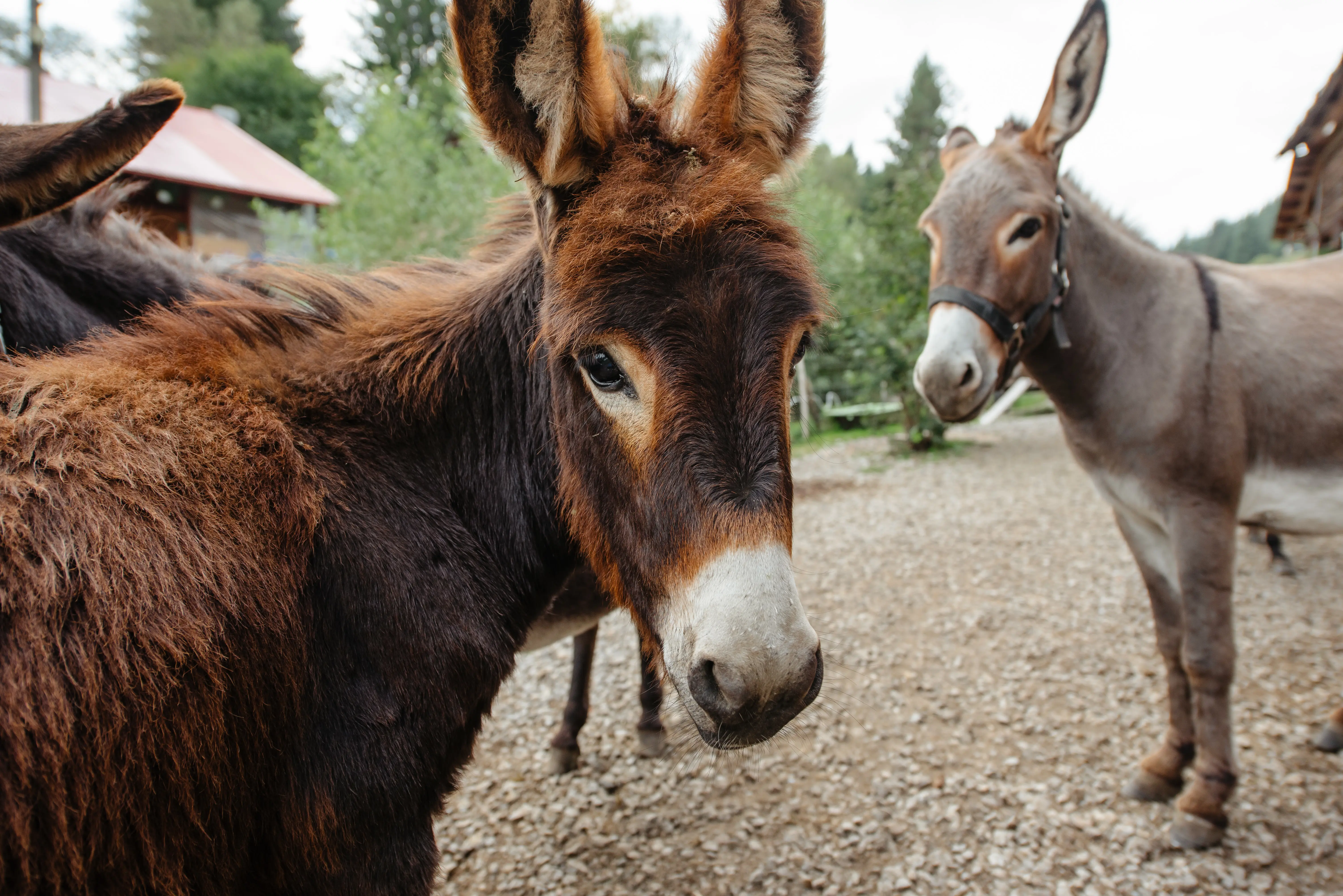Toplița pentru întreaga familie – locuri și activități pentru toate vârstele
