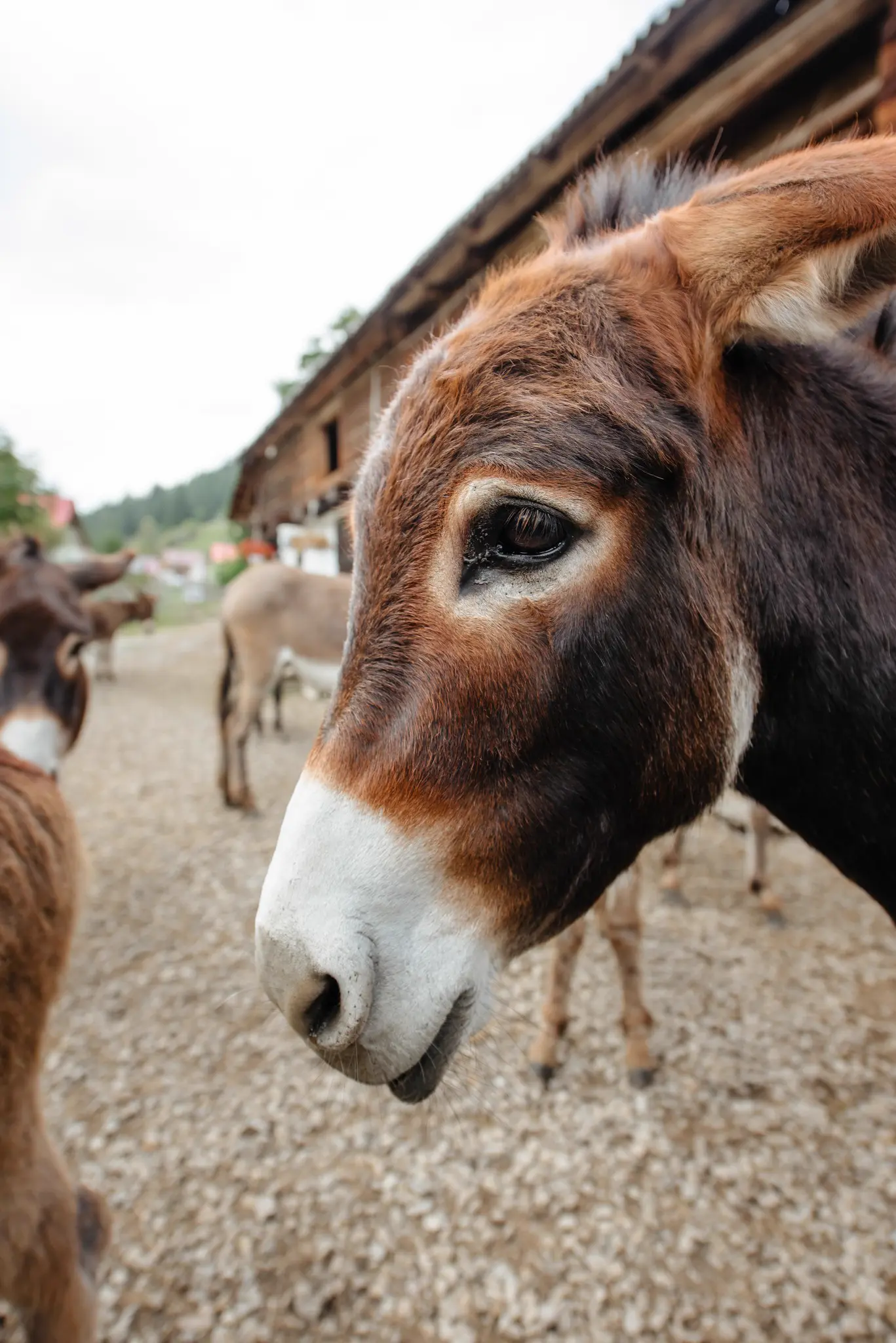 Șura cu Măgărițe - Măgărițe în pășune