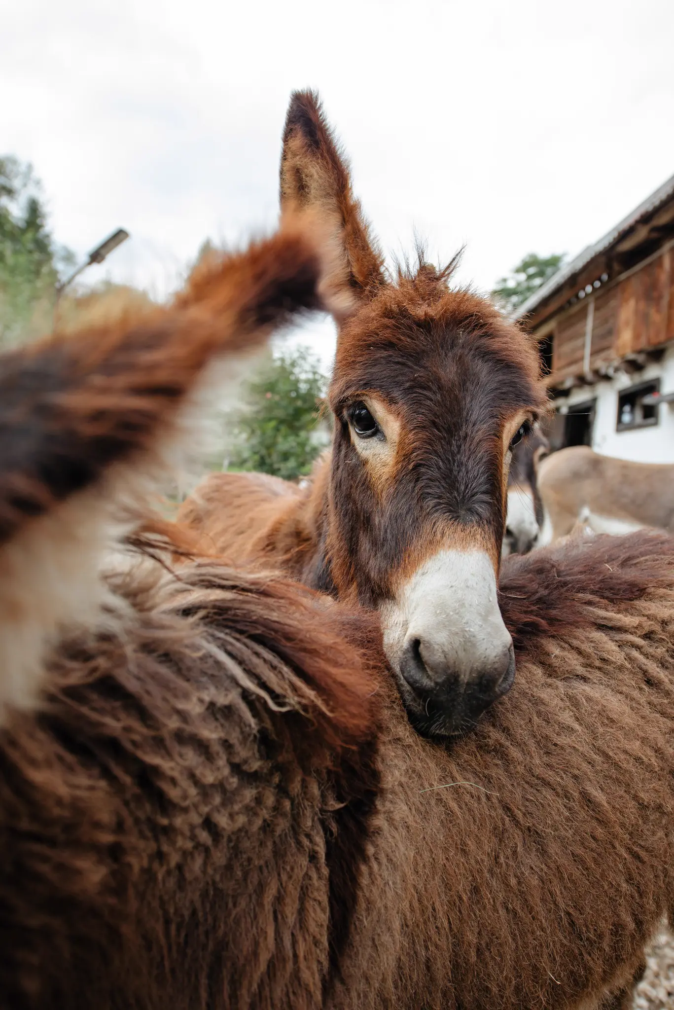 Șura cu Măgărițe - Interacțiune cu vizitatorii