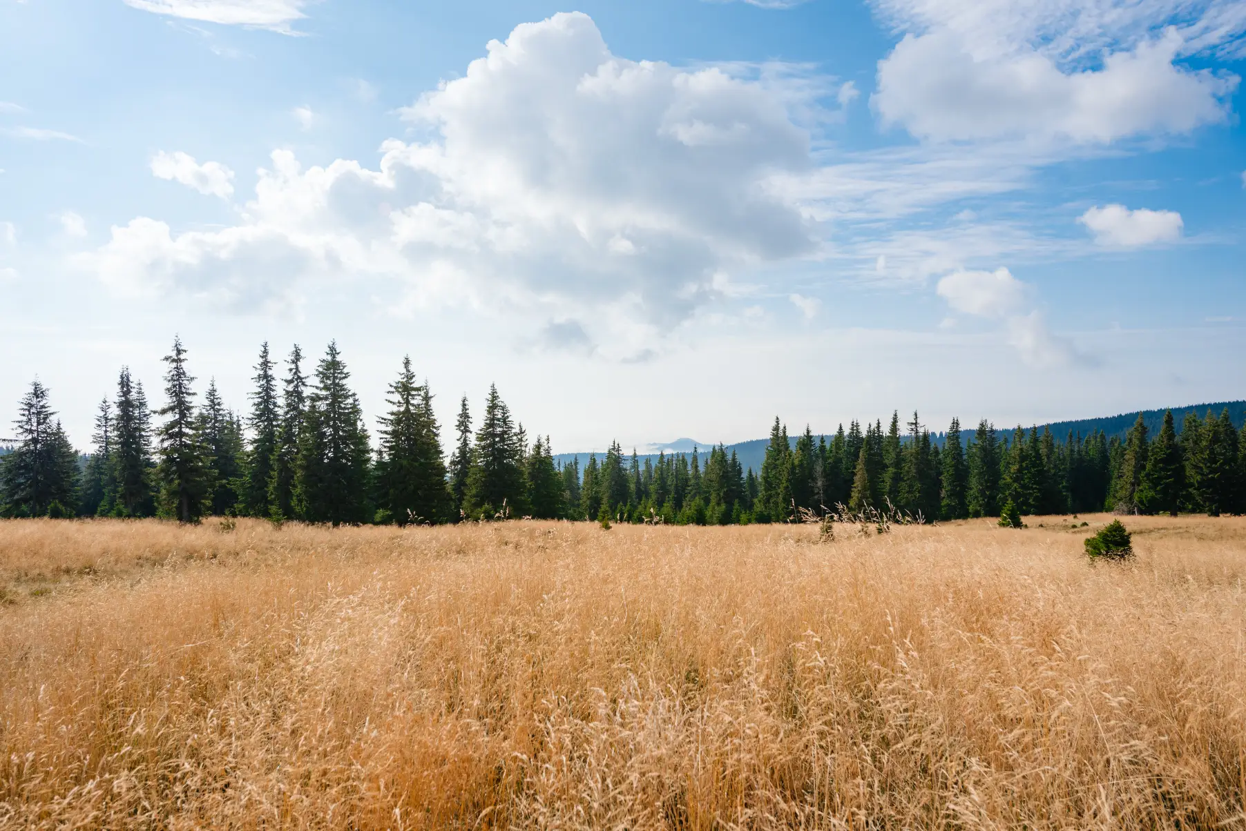 Parcul Național Călimani