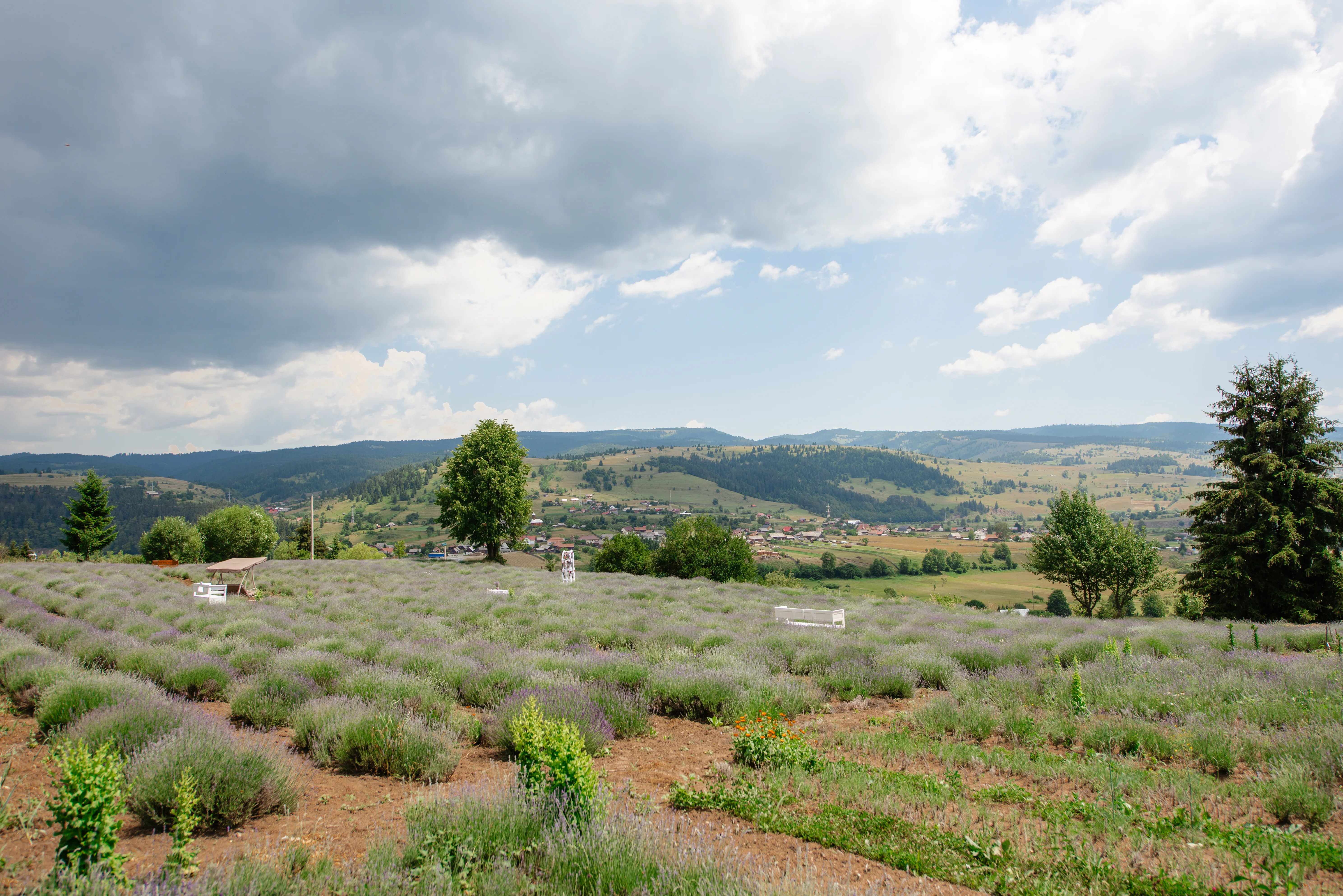 Câmpul cu Lavandă