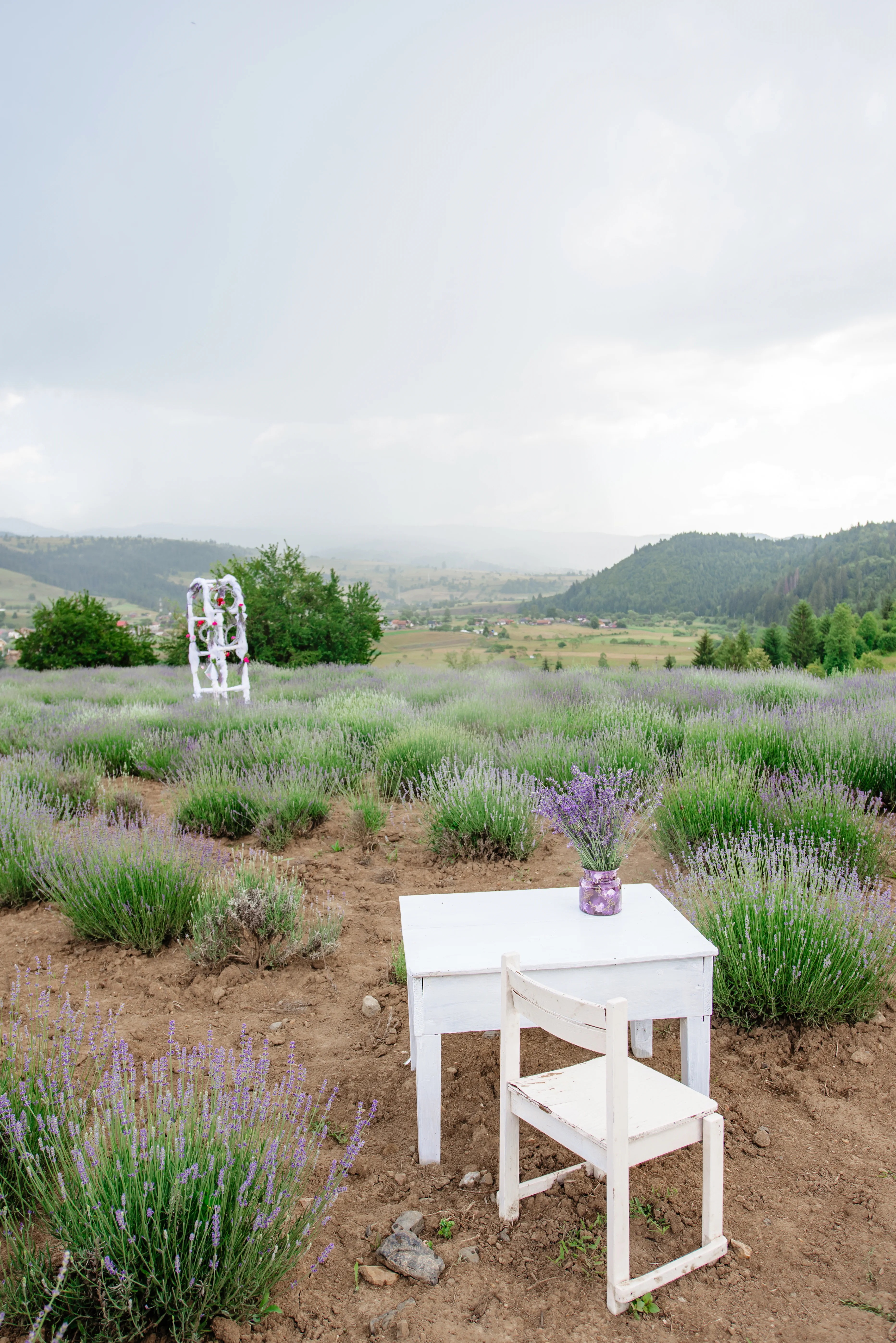 Gălăuțaș Lavandă