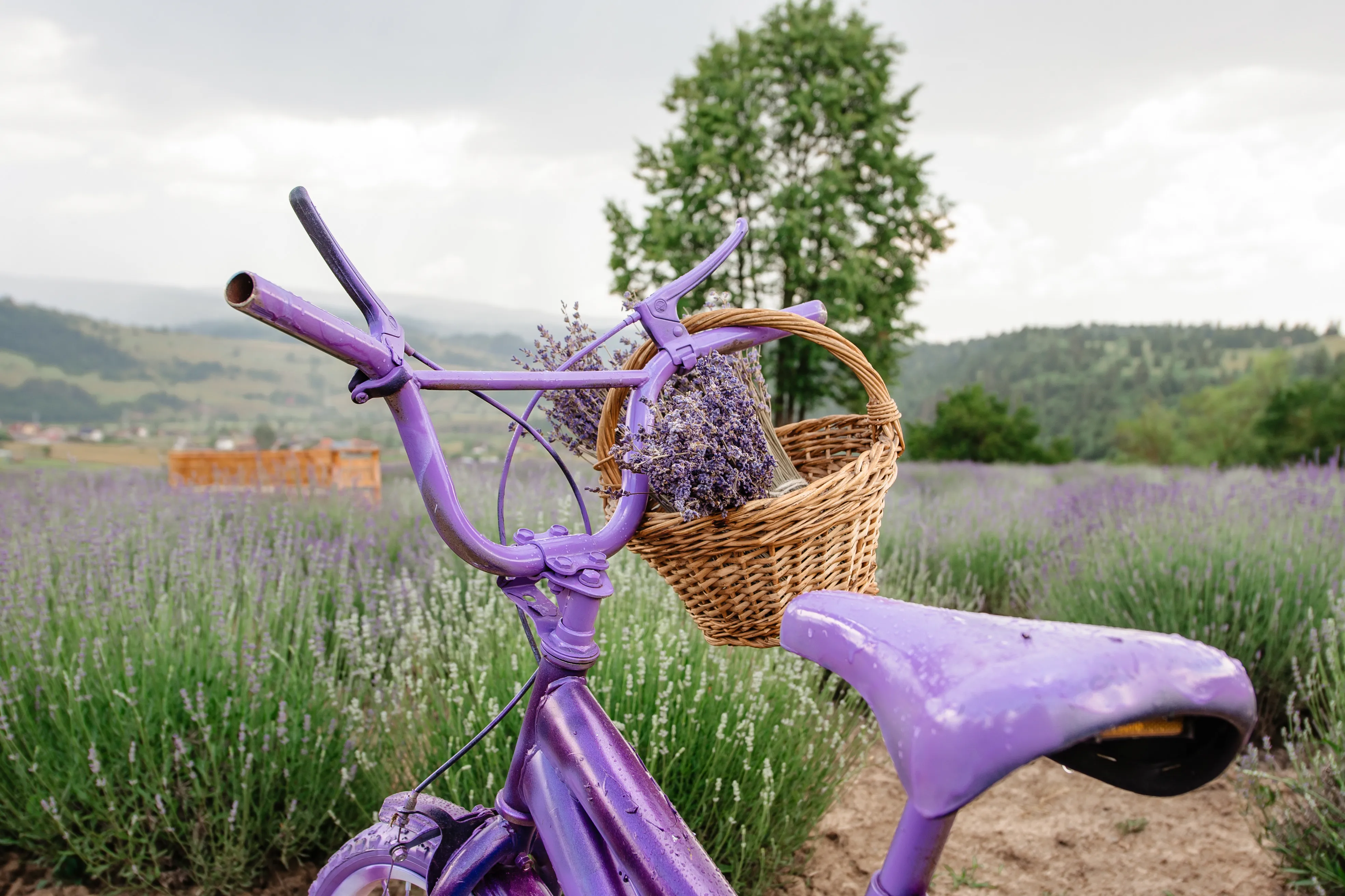 Maturitate Completă