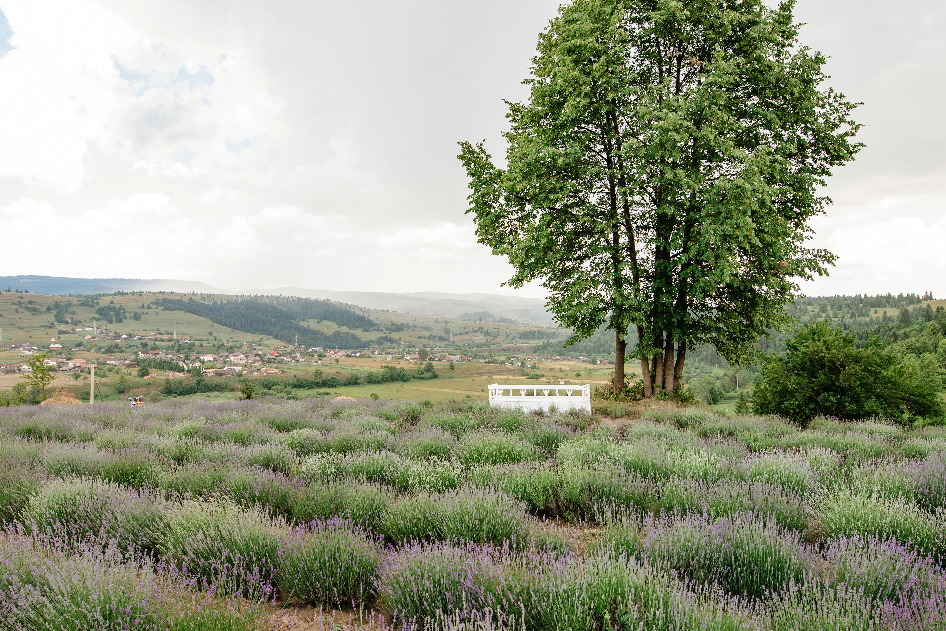 Experiență Senzorială