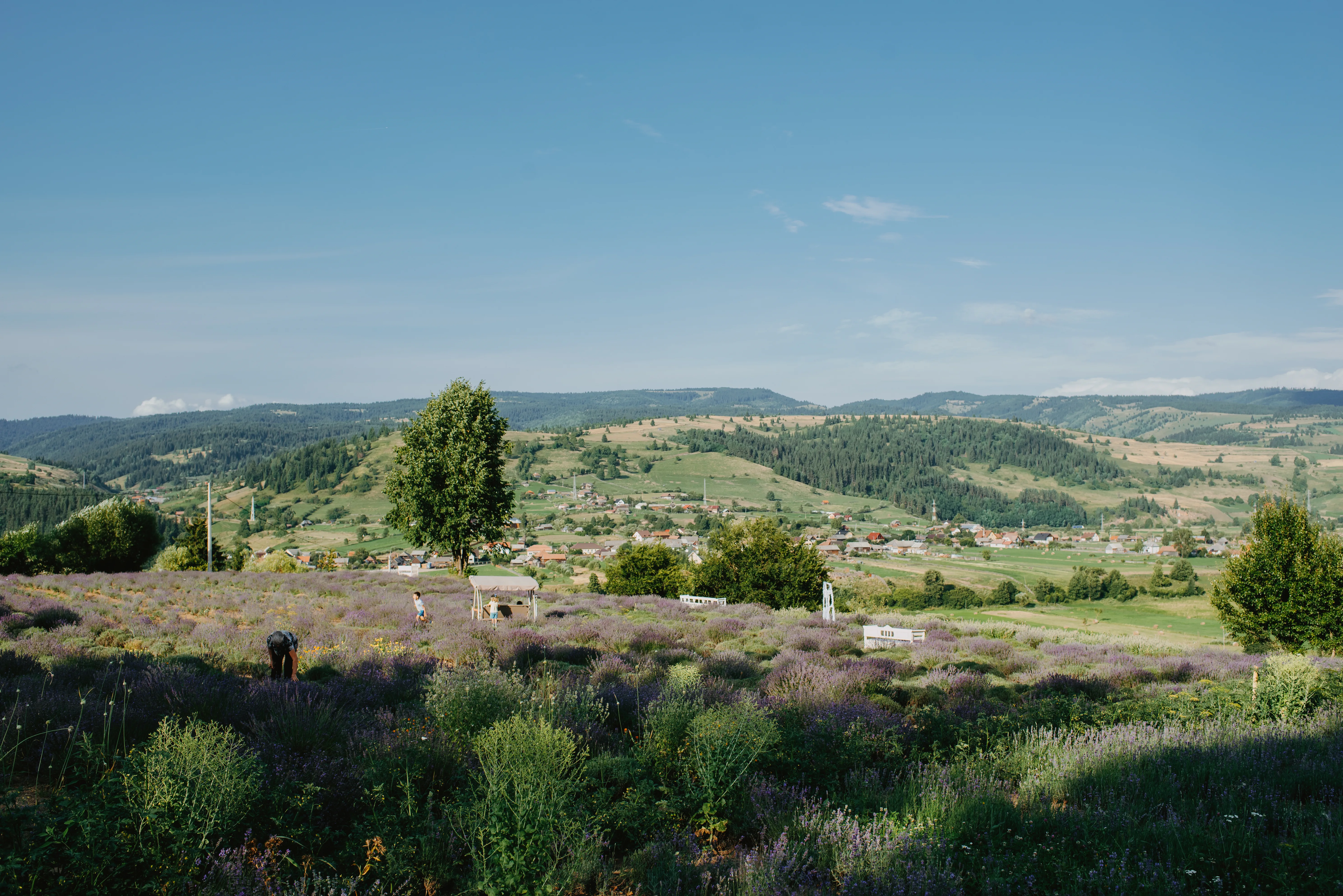 Câmpul cu Lavandă Toplița