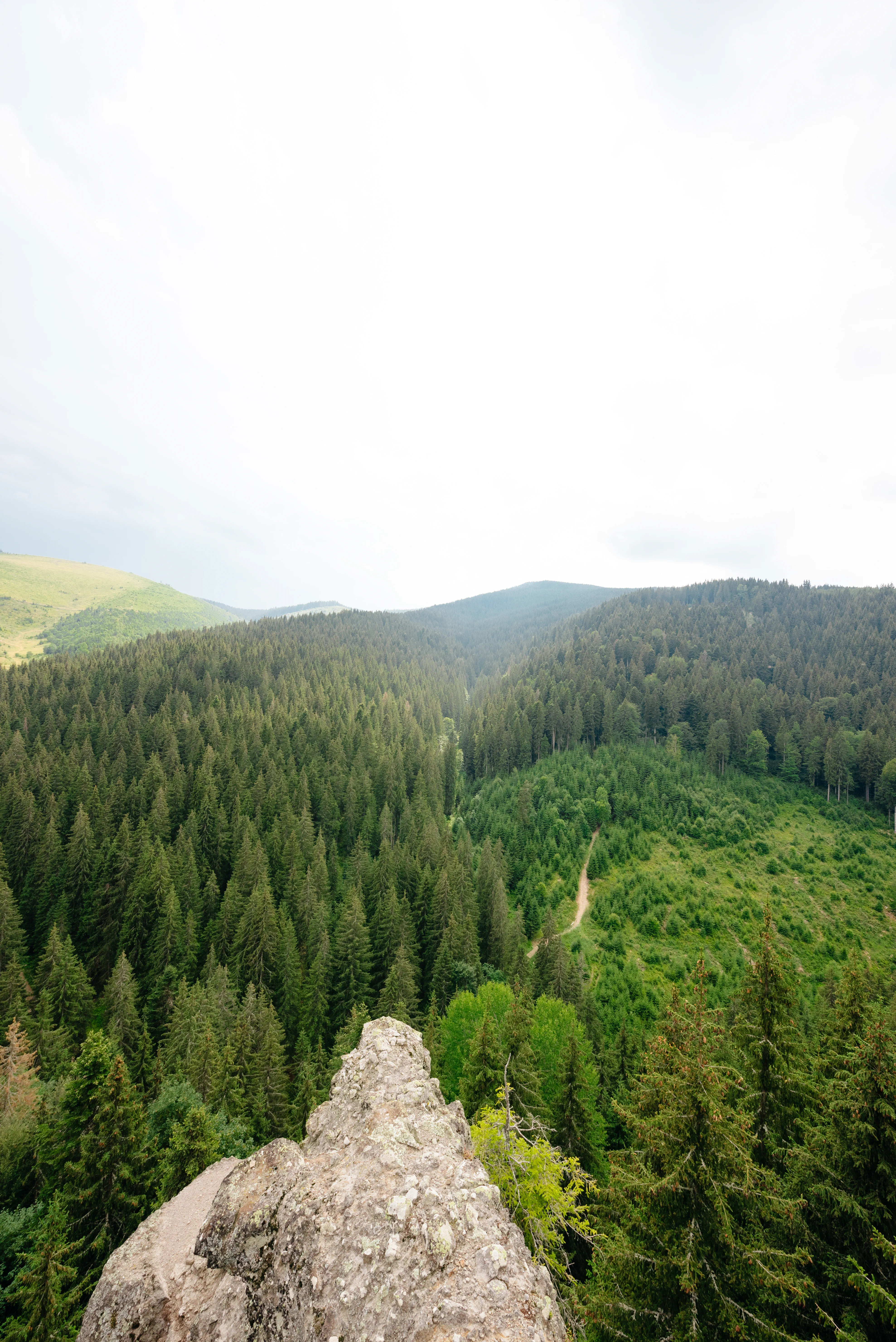 Culegerea de Bureți